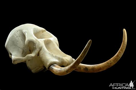 african elephant skull replica replica elephant skull nature-watchnature-watch|Replica African Elephant Skull .